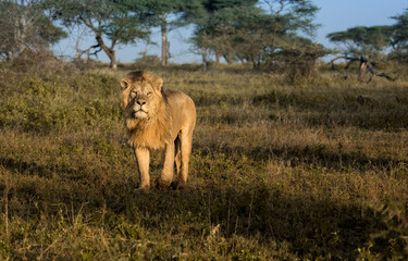 Fototapeta premium lion in the grass