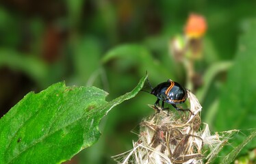Lousy Largus Nymphs, Black and yellow color Bordered plant bug.