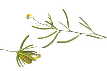 Senna occidentalis(Coffea senna, Coffeeweed)seed on white background.