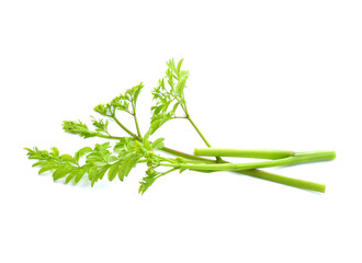 Moringa leaves have medicinal properties. top view