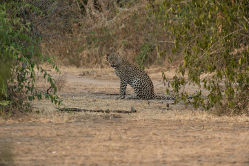 Leopard