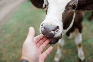 A young curious calf licks his hand. The farming of cattle. © SerPak