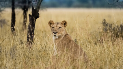 lioness in the savannah
