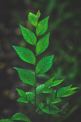 A straight branch of a young elm with rich green leaves.