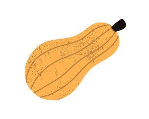 Butternut squash or sweet pumpkin with stem isolated on white background. Whole yellow or orange autumn vegetable. Hand drawn colorful textured flat vector illustration, design element