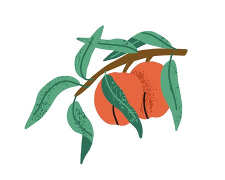 Two peaches growing on fruit tree branch with green leaves. Ripe apricots hanging on twig isolated on white background. Flat textured vector illustration