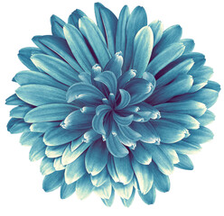 Blue  daisy flower  isolated on  a white background. No shadows with clipping path. Close-up. Nature.