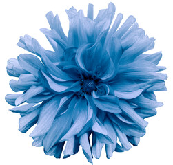 light  blue-purple  flower dahlia  on a white  background isolated  with clipping path. Closeup. shaggy  flower for design. Dahlia.