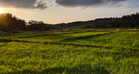 the green rice fields, Borneo , Indonesia