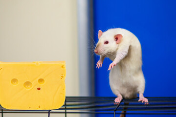 funny white rat sneaks up to a big cheese on a blue background - obrazy, fototapety, plakaty