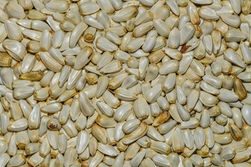 Safflower (Carthamus tinctorius) seeds in detail