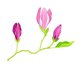 Purple Flowering Magnolia Bud with Showy Petals on Green Stalk Vector Illustration