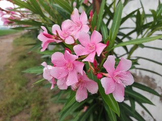 pink flowers arali