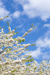 Cherry blossom on a spring day with blue sky. Shallow depth of field.