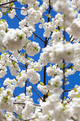 Cherry blossom on a spring day with blue sky. Shallow depth of field.