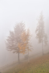 Obraz na płótnie Canvas Trees sprout through the light fog in the autumn landscape
