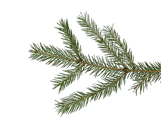 Stoff pro Meter Zweig des Weihnachtsbaums. Grüner Fichten- oder Kiefernzweig mit Nadeln. Isoliert auf weißem Hintergrund. Ansicht von oben hautnah. © Albert Ziganshin