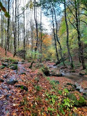 autumn in the forest