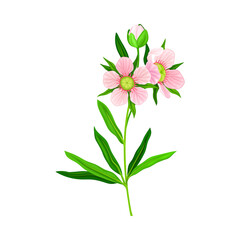 Manuka or Tea Tree Pink Flower with Five Petals on Tall Leafy Stem Vector Illustration