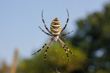 Spider on the web