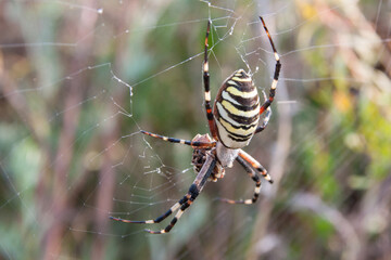 Spider on the web