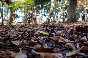 足元の落ち葉