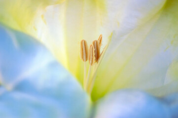 Closeup of Inside a Lily Flower