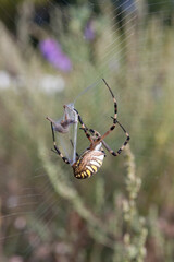 Spider on the web