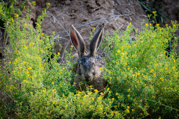 Portrait of a sitting brown hare or lepus europaeus