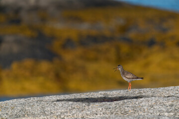 The common redshank or simply redshank (Tringa totanus)