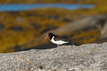 The Eurasian oystercatcher (Haematopus ostralegus)