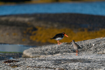 The common redshank or simply redshank (Tringa totanus)