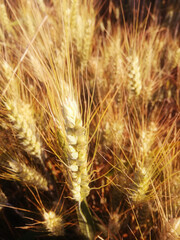 Grain in its metamorphosis towards yellow. Green cereal outdoors.  Ear of almost ripe barley, in detail, close up. Cultivated agricultural land.  