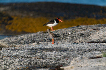 The common redshank or simply redshank (Tringa totanus)
