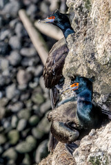 Red-faced Cormorants (Phalacrocorax urile) at St. George Island, Alaska, USA