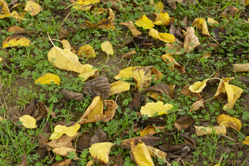 Closeup shot of autumn leaves in the park in the daytime
