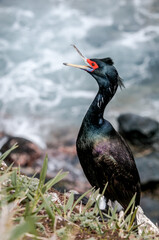 Red-faced Cormorant (Phalacrocorax urile) at St. George Island, Alaska, USA