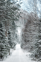 Coniferous forest with the first snow on the branches
