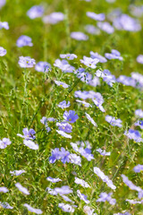 Bright delicate blue flower of ornamental flower of flax and its shoot against complex background. Flowers of decorative flax. Agricultural field of flax technical culture in stage of active flowering