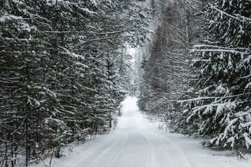 Coniferous forest with the first snow on the branches