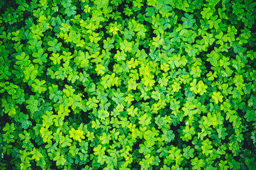 textura de suelo repleto de tr&eacute;boles