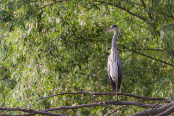 Grey herons standing on an branch - gray herons - european common herons or Ardea cinerea