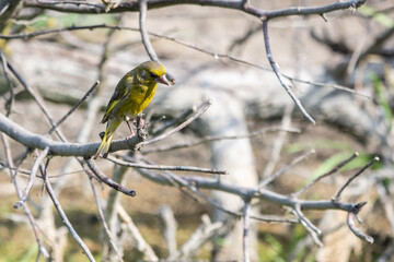 Male European greenfinch or chloris chloris