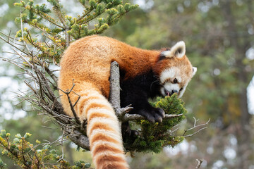 木に登ったレッサーパンダ