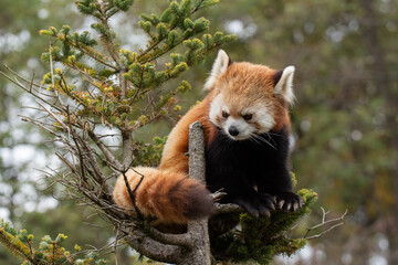 木に登ったレッサーパンダ