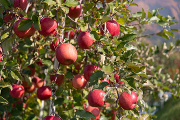 リンゴが実る街