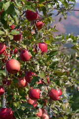 リンゴが実る街