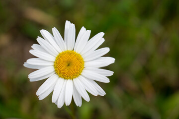 Beautiful Chamomile Flower. Natural Background
