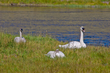 Trumpeter Swans (Cygnus buccinator) in Yellowstone National Park, USA