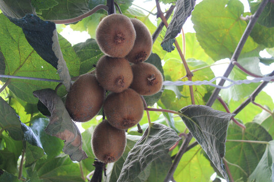Kiwifruit planted in the home garden, kiwis from the garden